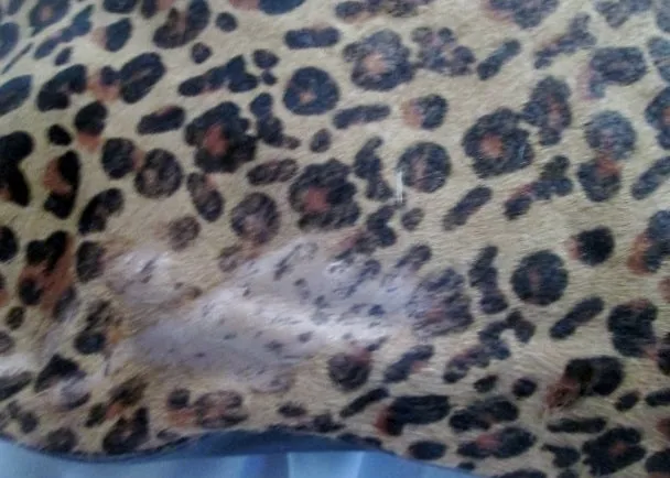 FOSSIL Bag Cheetah LEOPARD FUR Satchel Tote Distressed Animal Print